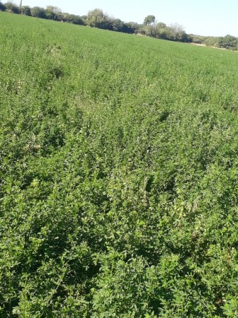 VENTA EXCELENTE CAMPO GANADERO MIXTO CON RIEGO EN CRUZ DEL EJE (CBA)