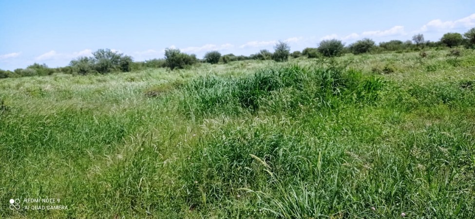 VENTA EXCELENTE CAMPO GANADERO MIXTO CON RIEGO EN CRUZ DEL EJE (CBA)