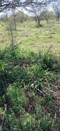 VENTA EXCELENTE CAMPO GANADERO MIXTO CON RIEGO EN CRUZ DEL EJE (CBA)