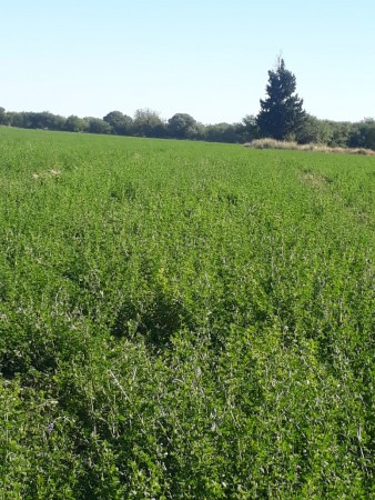 VENTA EXCELENTE CAMPO GANADERO MIXTO CON RIEGO EN CRUZ DEL EJE (CBA)