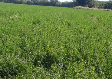 VENTA EXCELENTE CAMPO GANADERO MIXTO CON RIEGO EN CRUZ DEL EJE (CBA)